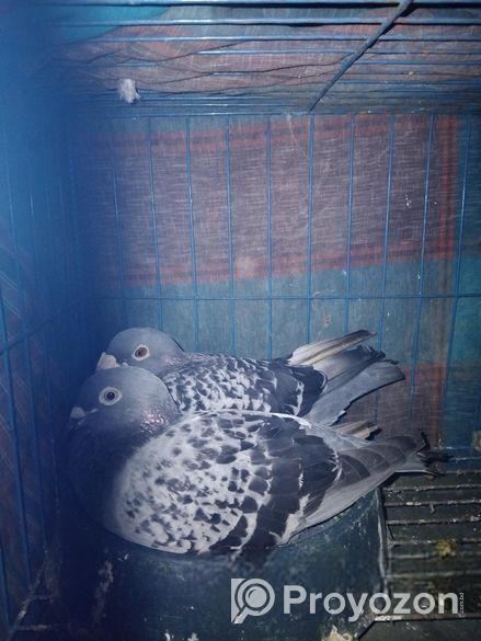 রেইসার মাকসি মাস্টার ব্রিডিং পেয়ার