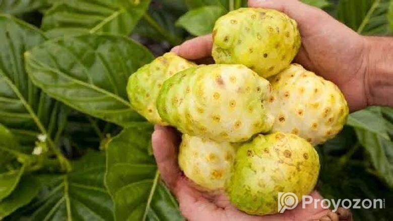ননি ফল (ঔষুধি ফল)