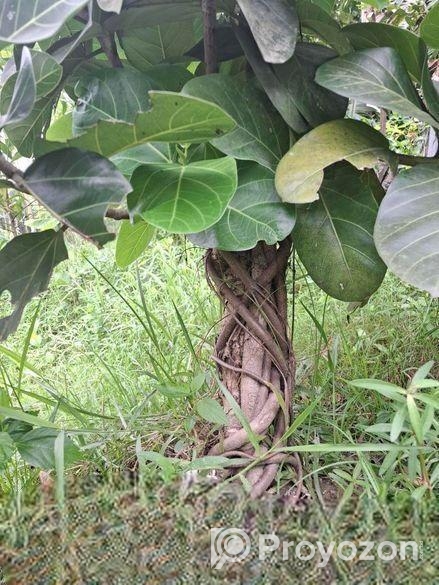 Bonsai Tree