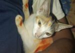 পোষাবেড়াল