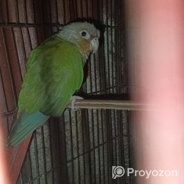 BIRD SELL
