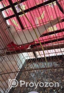 রানিং এক জোড়া ঘুঘু সেল হবে
