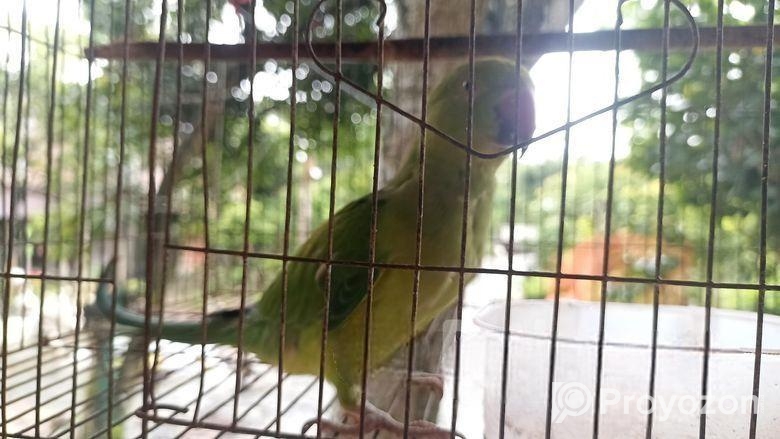 রিং নেট