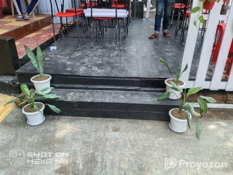 Indoor Plant
