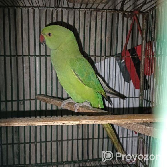 BIRD SELL