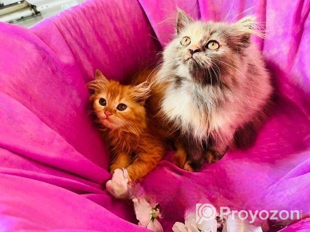 Persian cat