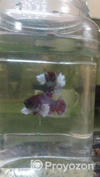 Betta Fish