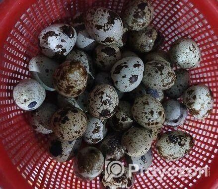 কোয়েল পাখির ডিম বিক্রয় করা হবে