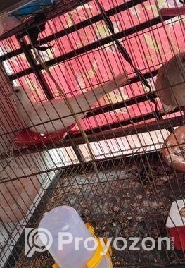 রানিং এক জোড়া ঘুঘু সেল হবে