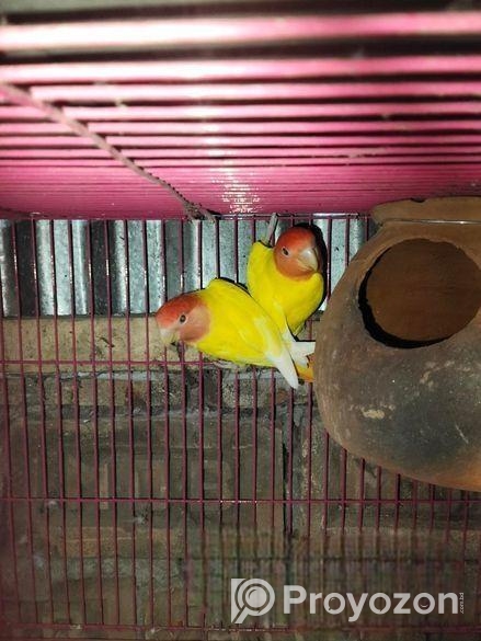 Love Bird