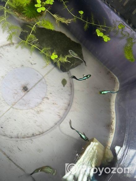 guppy fish