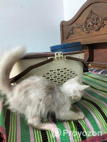 Persian Cat