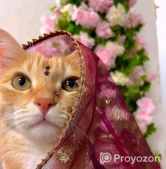 Cat For Sale