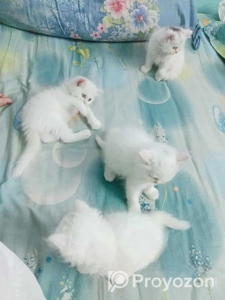 Persian Cat