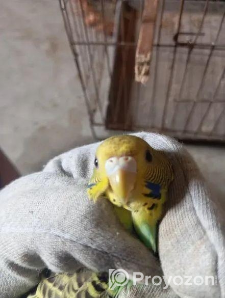 Male Budgiger