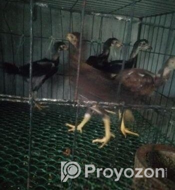অরিজিনাল আসলি মুরগির বাচ্চা