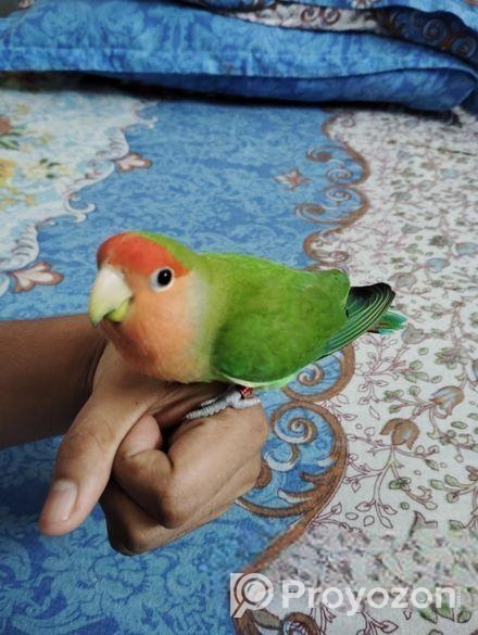 Tame Love Bird