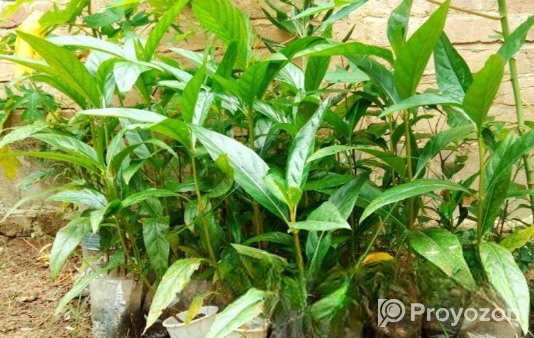 ক্যান্সার প্রতিরোধী ননী ফল গাছ
