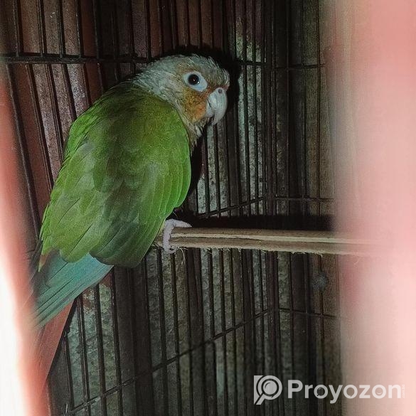 BIRD SELL