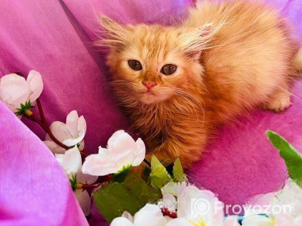Persian cat