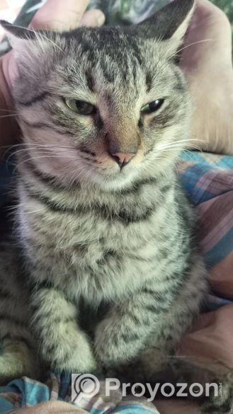 Mix Persian Cat