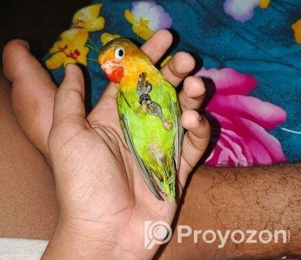 Cute Full Tame Love Bird For Sell Or Exchange