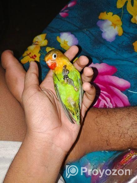 Cute Full Tame Love Bird For Sell Or Exchange