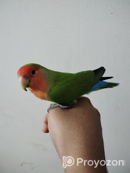 Tame Love Bird