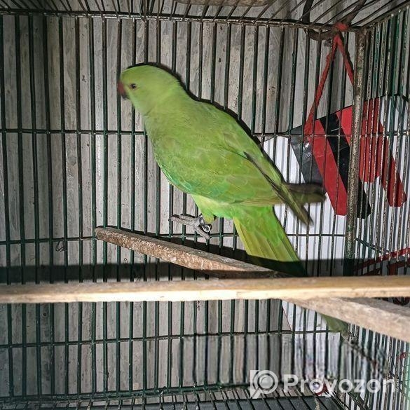 BIRD SELL