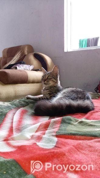 Mix Persian Cat