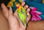 Cute Full Tame Love Bird For Sell Or Exchange
