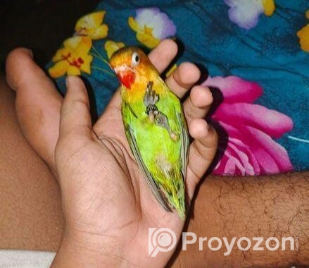 Cute Full Tame Love Bird For Sell Or Exchange
