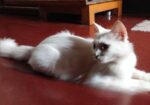 Persian Mix (high Quality)