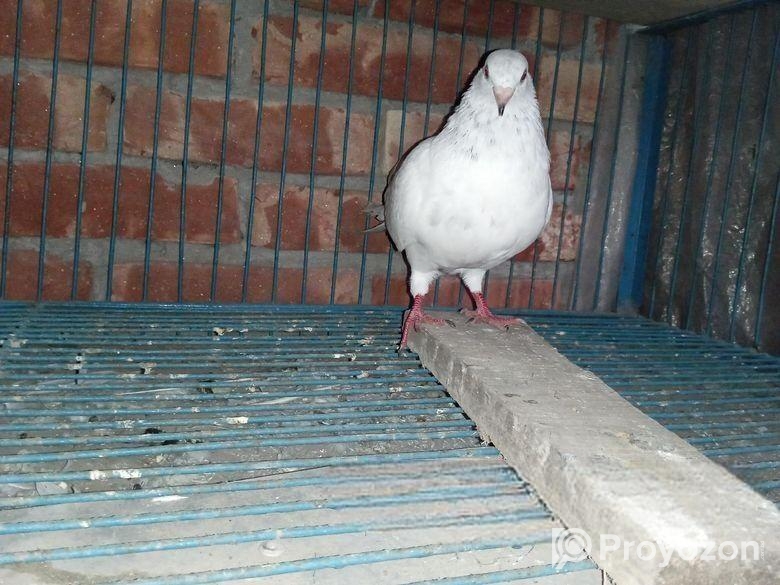 kobotor