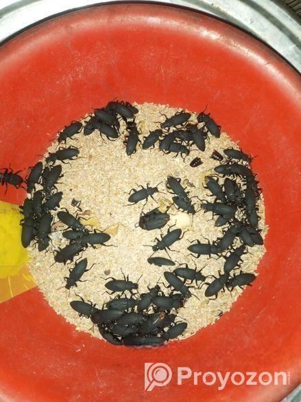 বিটল পোকা মাদার