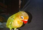 Cute Full Tame Love Bird For Sell Or Exchange