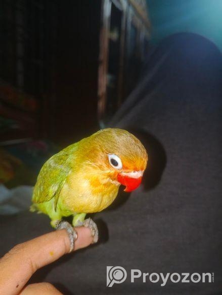 Cute Full Tame Love Bird For Sell Or Exchange