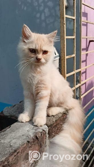 Cat sell