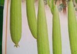 হাইব্রিড ধুন্দল বীজ