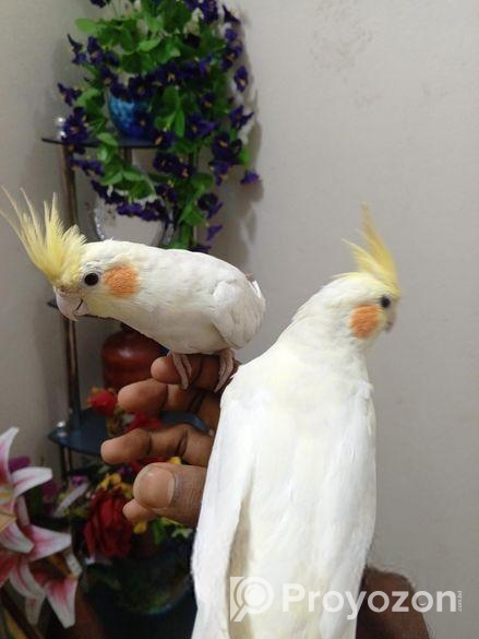 Cocotell Bird