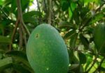 নাক ফজলী আম