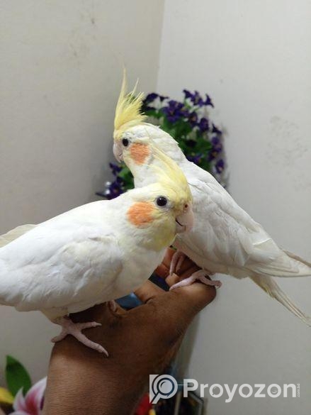 Cocotell Bird