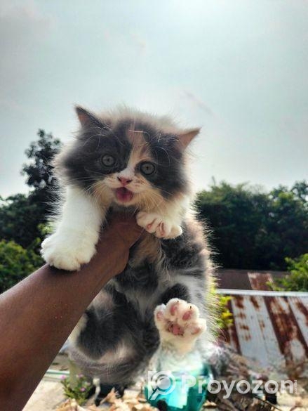 Calico persian cat