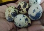কোয়েল পাখির খাওয়ার ডিম লাগলে নিতে পারেন।