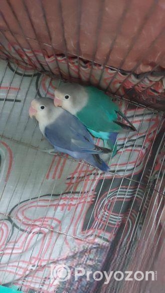 Love Birds