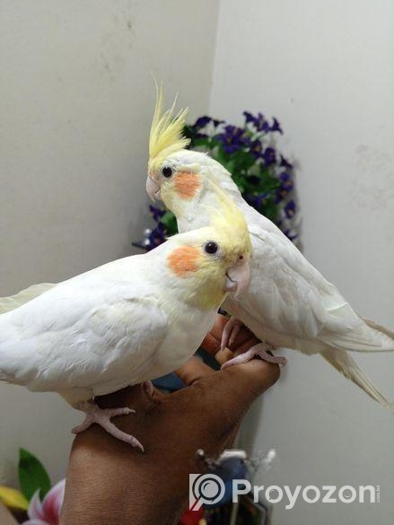 Cocotell Bird