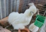 silkie murgi