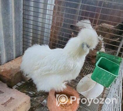 silkie murgi