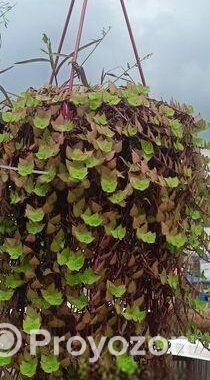 পাতা বাহার গাছ