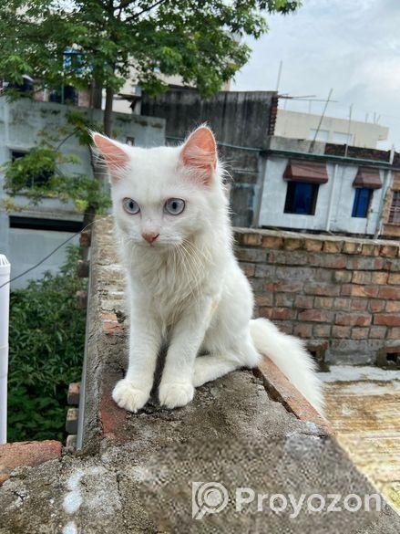 Persian cat